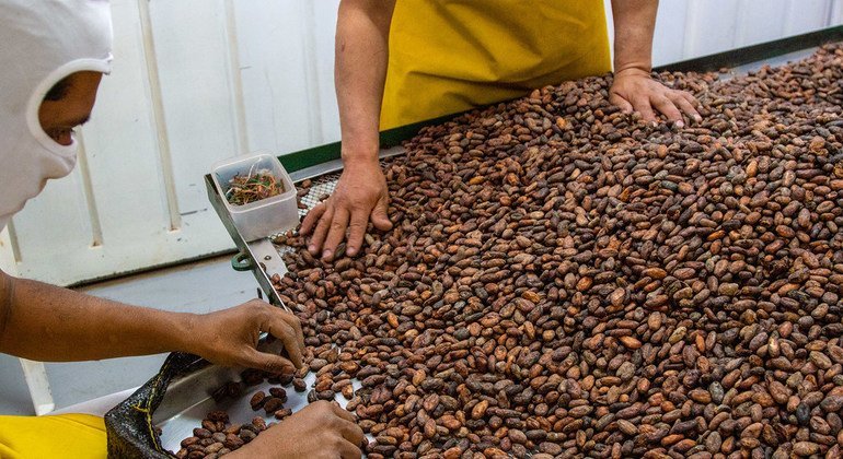 Plus de 100 pays dépendent des exportations des produits de base, selon la CNUCED